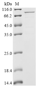 pbpX Protein (Biotin)