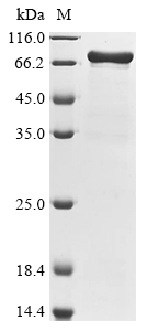 mrcA Protein (Biotin)