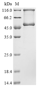 plyC Protein