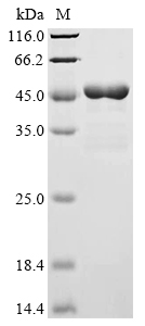 APOE Protein