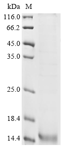 Human SCGB2A1 Protein