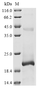 Human herpesvirus 6A G-protein coupled receptor homolog U51 Protein