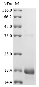 Plant Oryza sativa subsp. indica 10 kDa prolamin Protein