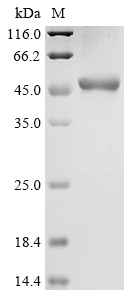 Human HUWE1 Protein