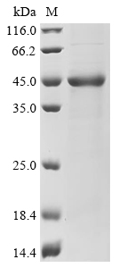 vpl1 Protein