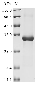 Human KLK12 Protein