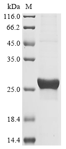 Human MMP1 Protein