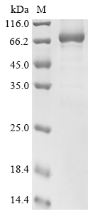 Human CAPN8 Protein