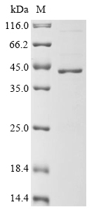 Mouse Rpl7 Protein
