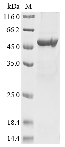 Human TRIP13 Protein