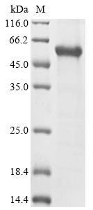 Mouse Proto-oncogene c-Fos Protein