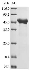 Neosartorya fumigata Extracellular metalloproteinase mep Protein