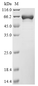Mouse Ptpn6 Protein