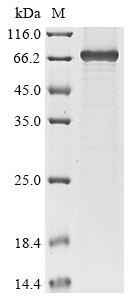 West Nile virus Genome polyprotein Protein