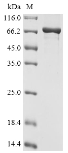 St. louis encephalitis virus Genome polyprotein Protein