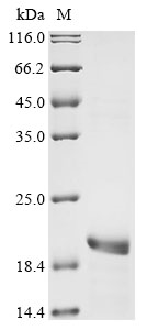 Human herpesvirus 6B G-protein coupled receptor Protein