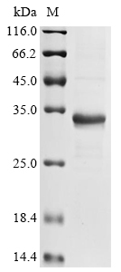 DERF3 Protein