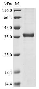 Human GPR132 Protein