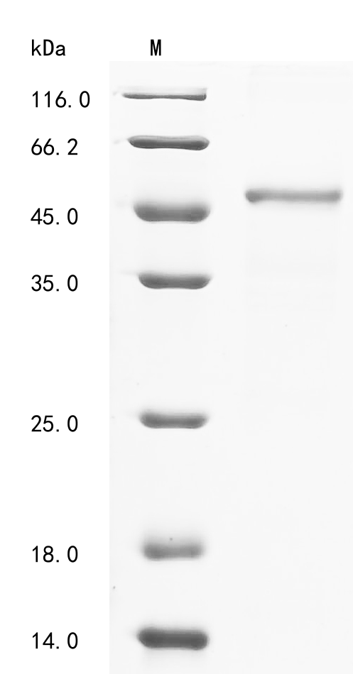 Human CHRDL1 Protein