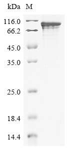 Human TGM4 Protein