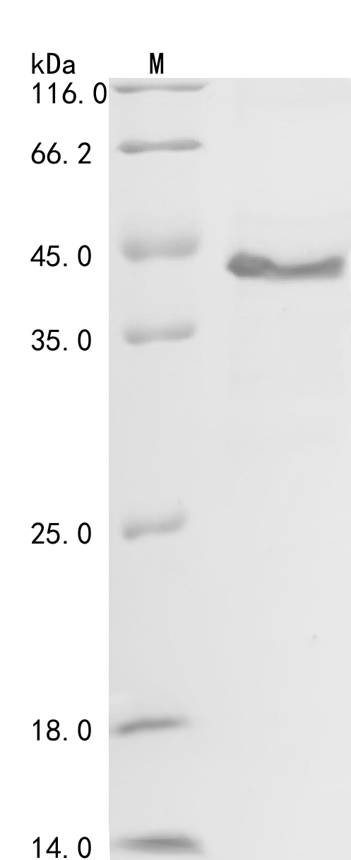Human FSTL1 Protein