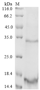 MSTN Protein