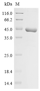 Tobacco mosaic virus Replicase large subunit Protein