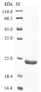 Ba71V-126 Protein