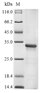 Cap Protein