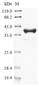 phhA Protein