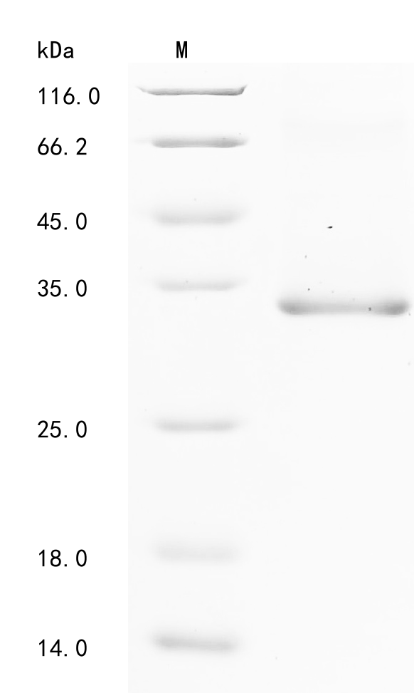Mouse Adamts13 Protein