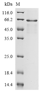 Enterobacteria phage M13 Attachment protein G3P Protein