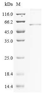 Mouse Olfm4 Protein
