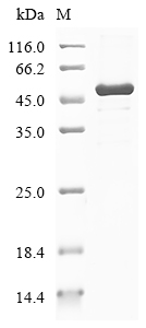 Human SPIN4 Protein