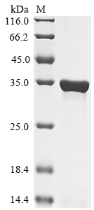 Human FLOT1 Protein