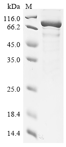 Mouse Wee1 Protein