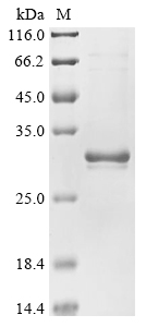 Human SPIN4 Protein