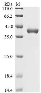 Sheep DPEP1 Protein