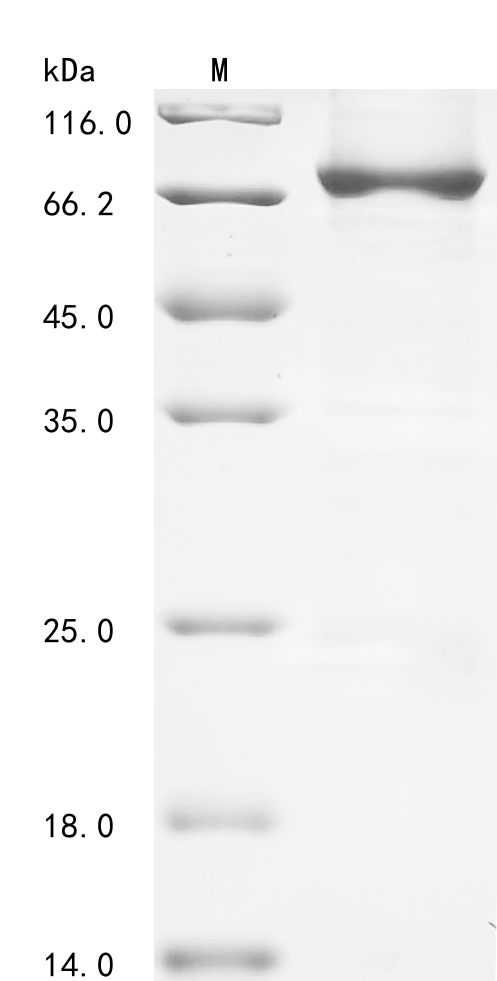 Human CAPN8 Protein