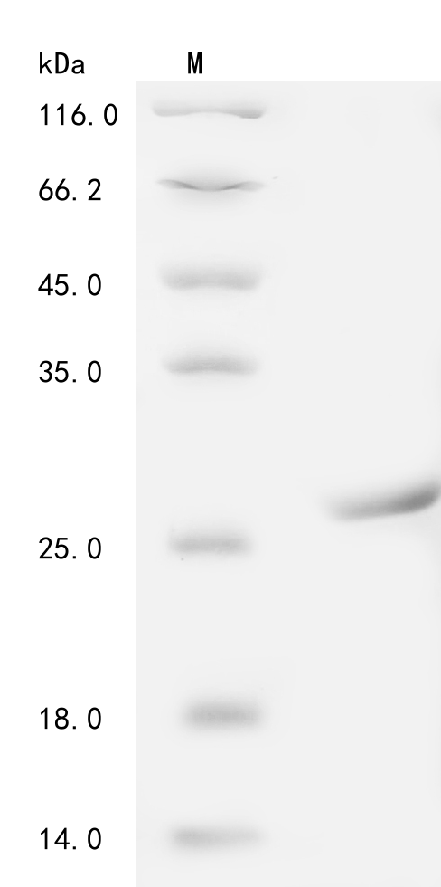 Porcine TFRC Protein