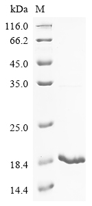 Mouse Nppa Protein