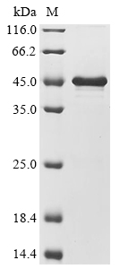 plyA Protein