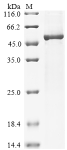 ANGPT2 Protein