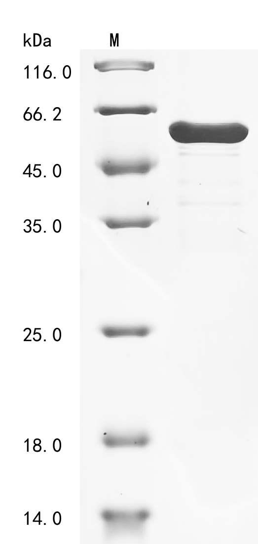 Mouse Tnnt2 Protein