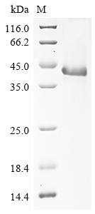 Mouse Wnt4 Protein