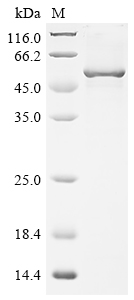 ANGPT1 Protein