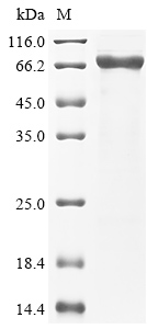 Human DSG2 Protein