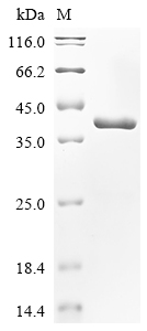 fimC Protein