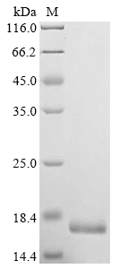 Bovine IGF2 Protein