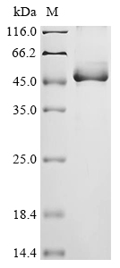 alp2 Protein
